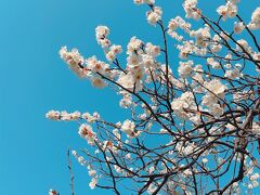 春の陽気に誘われて　世田谷線&花鳥風月活動