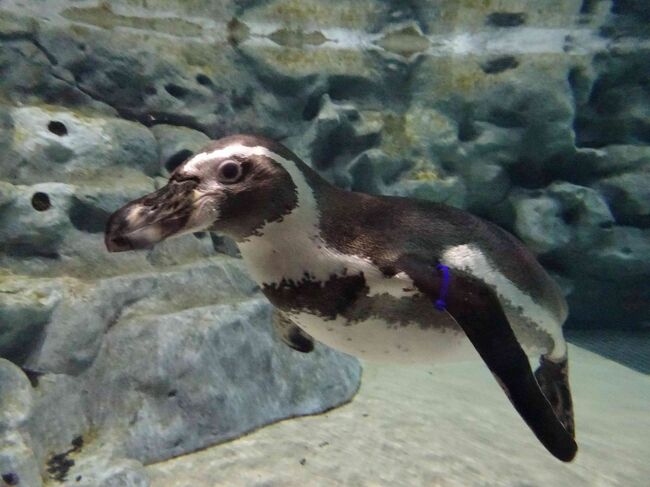 GoTo沖縄 ANA万座＆ナハテラス6泊7日旅行5日目（DMMかりゆし水族館、琉球ガラス村、ホテル内スイーツ、A&Wで夕食編）