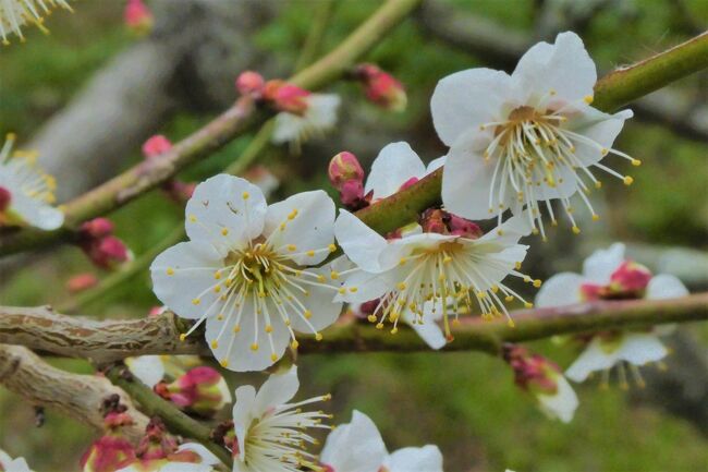天草3日目。<br /><br />牛深まで水仙と河津桜を見に行こうかと思っていたのですが、おいちゃんの所用に付き合いで本渡でうろうろしていたためお昼前になりました。行こうと思っていたお店の開店時間には少し早かったので、恒例の延慶寺へ兜梅を見にいくことにします。<br /><br />昼からは別で旅行記をUPした絶景の倉岳神社へ。夜は焼き鳥を食べに行く予定でしたが、ホテルでくつろいでいたら寝てしまい、食いっぱぐれになりました。ま、ホテルの隣にはコンビニがあるので便利です。<br /><br />次の日に帰ります。<br /><br />