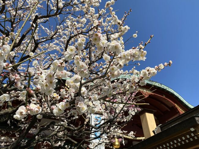 暖気が入って来て4月並みの暖かさ。<br />梅の開花も本格的になり、都内の梅の名所の一つである亀戸天神に行ってきました。