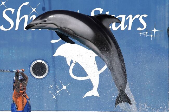 2020年3月31日で閉園するみさき公園(の動物園・水族館)と、大規模リニューアルに伴う改装工事前の京都水族館へ行ってきました。<br /><br />新型コロナウイルスの影響で、みさき公園は3月の大部分が臨時休園。最後の1週間はイベント中止など制限がある中での開園でした。閉園間際の混雑を避け早めの時期に行ったのが功を奏したものの、複雑な気持ちです。<br />もともと旅行記にする予定はなくて素材が少ないのですがコロナ禍前ラストの旅行としてお蔵入りから復活しました。<br /><br /><br /> 0~1日目:東京→大阪→京都 →≪京都水族館≫オオサンショウウオ→海獣<br /> (https://4travel.jp/travelogue/11668783)<br /> ペンギン→交流プラザ(https://4travel.jp/travelogue/11669310)<br /> イルカ →京都→大阪(https://4travel.jp/travelogue/11670589)<br /> 2日目:≪みさき公園≫タンチョウ→ワシミミズク<br /> (https://4travel.jp/travelogue/11672750)<br /> プレーリードッグ→マーラ<br /> (https://4travel.jp/travelogue/11674729)<br /> ビーバー→ふれあい広場(https://4travel.jp/travelogue/11676969)<br />今ココ→ イルカショー<br /> ペンギン →大阪→京都→東京<br /> (https://4travel.jp/travelogue/11682604)