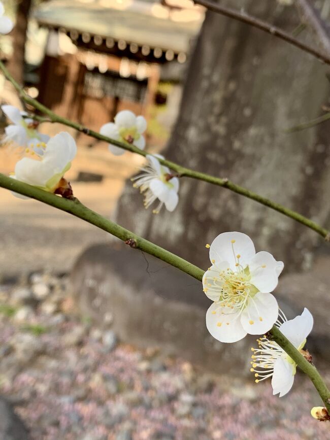 <br />早春の花。<br /><br />梅の花。<br /><br />その香りと共に、<br /><br />菅原道真ゆかりの、天満宮へ。