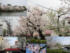 東京・大田区・水の通り跡と桜のプロムナード 散策