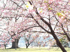 陽気に誘われて　桜撮り