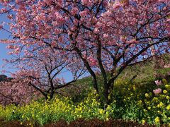 河津桜まつり中止の中見に行く 2021