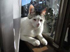 猫の日　ライムの写真60
