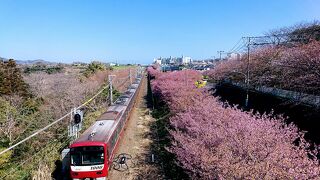 桜 三浦 2021 河津