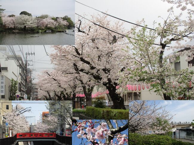 冒頭の写真はベースが馬込桜並木（旧内川）、左上が洗足池、左下から大森橋（内川）、ソメイヨシノ、右下が大森ふるさとの浜辺公園のスナップです。<br /><br />２０２１年のソメイヨシノの開花は、昨年に引き続き観測史上最も早い記録が続出し、東京での開花は3月14日に宣言されました。<br />東京は３月22日(月)に満開へ、名古屋は27日、大阪は26日に満開となる予想です。<br />大田区の桜のプロムナードは、１９日ごろが開花時期で都心よりも５日ほど遅いようです。<br /><br />大田区の桜のプロムナードとは、桜と水をテーマとした散策路です。<br />洗足流れや旧内川など、かつて人の暮らしを支えた水の通り道をコースに位置付けています。<br />また、これらの水路跡は現在、緑道として整備され、大田区の主要な桜の見どころとなっています。<br />今昔の水の通り道を辿りながら、桜の見どころを巡って見ましたが、桜の時期はもちろんのこと、一年を通して四季を感じることができます。<br /><br />桜のプロムナードのサインについて<br />　区民や観光で訪れる方々に、桜のプロムナードを快適に散策し、散策路周辺の魅力を知っていただくために案内サインを設置しています。<br />サインは、拠点となる箇所やルートの分岐点などに設置しており、周辺エリアの総合案内や経路の案内及び地域の歴史・自然環境について解説しています。<br /><br />Aコース<br />清水窪湧水、清水窪湧水の流れ（暗渠）、洗足池公園、洗足流れ（復元水路）<br />Bコース<br />洗足流れ（復元水路）、ねがた桜みち（水路跡）、補助第２９号線、馬込桜並木（旧内川）、旧内川の桜、内川源流石碑<br />Cコース<br />馬込桜並木（旧内川）、旧内川、内川沿いの桜、水路跡（旧六郷水路）、陽光桜、大森ふるさとの浜辺公園<br /><br />「ねがた桜みち」：東京都大田区・上池上自治会仲池地区にある、桜並木の整備された遊歩道<br /><br />馬込桜並木（南馬込四丁目）：桜並木公園が面する通りで、600メートルほどに渡り約90本の桜が立ち並んでいます。<br /><br />洗足流れ（東雪谷一丁目）：東急池上線洗足池駅から南東に約1.4km続くせせらぎ沿いの散策路<br /><br />湧水のみどころ<br />大田区は、武蔵野台地のすそに位置し、古来から数多くの湧水があり、 それは生活と密着したもので、 今でも区内の各所で湧水が観測されています。 <br /><br />清水窪弁財天<br />　大田区最北端の目黒区境にあるこの湧水は、都内屈指の池である洗足池の主な水源であり、区の文化財に指定されています。閑静な住宅地の中で木々に囲まれた湧水をたたえる池があり、小さな鳥居と祠（ほこら）が印象的です。<br />所在地　大田区北千束一丁目26番<br />交通アクセス　東急目黒線、大井町線大岡山駅下車徒歩約10分<br /><br />田園調布せせらぎ公園<br />　東急多摩川駅付近多摩川沿いにある公園内の崖下で、延長350mにわたり10数か所から湧き出ている湧水です。崖地の樹林に囲まれたサワガニが生息する主な湧水地は3か所あり、公園内のせせらぎや池の水源として活用されています。<br />所在地　大田区田園調布一丁目53番<br />交通アクセス　東急多摩川線多摩川駅改札出てすぐ左側<br /><br />旧六郷用水脇<br />　中原街道丸子橋付近、多摩川沿いの崖下に復元整備された旧六郷用水沿いにある貴重な湧水です。がけ地の木々が連なる散策路沿いの石積みの中ほどから湧き出る水は、復元水路の水源として活用されています。<br />所在地　大田区田園調布本町39<br />交通アクセス　東急多摩川線沼部駅下車徒歩約5分<br /><br />旧六郷用水沿い洗い場跡<br />　東急沼部駅のほど近く、多摩川沿いに復元整備された旧六郷用水沿いにある、洗い場跡地の湧水です。かつての面影を残して整備された洗い場跡の湧水槽はたえず澄んだ水をたたえて、コイがたくさん泳いでいます。<br />所在地　大田区田園調布本町25番前<br />交通アクセス　東急多摩川線沼部駅下車徒歩約5分<br /><br />水神公園<br />　呑川沿いの南雪谷「かに窪」に残されている湧水で、付近はかつて「水神の森」ともいわれ、数か所の洗い場がありました。現在、湧水は1か所残されており、近くにある東調布公園の流れなどの親水施設の水源として活用されています。<br />所在地　大田区南雪谷五丁目10番　　<br />交通アクセス　東急池上線御嶽山下車徒歩約7分