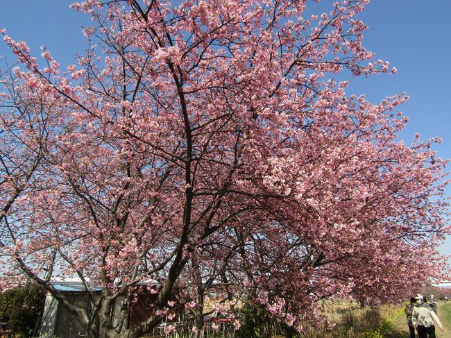 　2日続きの20℃越えの春の陽気で桜見に出掛けた。<br />　神奈川県茅ヶ崎市萩園にある小出川の桜並木は、萩園橋と高速道路の中間点から上流の右岸だけの200m足らずの桜並木で、10数本～20本程度の河津桜を中心に2本の寒緋桜と2本の玉縄桜、6本の春めき桜が植えられている。河津桜、寒緋桜、玉縄桜、春めき桜はいずれも早咲きの桜であるが、小出川の土手では玉縄桜は満開に近く、河津桜は4、5部咲き、寒緋桜は咲き始め（1部咲き）、春めき桜はまだ蕾である。<br />　茅ヶ崎市が開催を予定していた「令和2年小出川桜まつり」は開催中止が決定している。枝垂れ桜でもないのにこの程度の桜並木で「桜まつり」を行っている例は非常に稀である。神奈川県内では松田町の河津桜（https://4travel.jp/travelogue/11461860）や三浦海岸の河津桜（https://4travel.jp/travelogue/11601238）が知られているが、その河津桜の本数は比べるべくもない。堤防の片側だけなのであるから、萩園橋を挟んで桜並木が必要である。最低でも萩園橋から上流には河津桜の桜並木が必要である。すなわち、今より倍以上の桜並木が必要である。<br />　松田町の河津桜（https://4travel.jp/travelogue/11461444）や三浦海岸の河津桜（https://4travel.jp/travelogue/11601109）も富士山のビューポイントが近くにあるが、ここ小出川の桜並木からも富士山が望める。ただし、鉄塔と電線が邪魔しており、現在の桜並木から富士山のビューポイントと呼べる場所は存在しなかった。土手の先は畑であるが、それぞれの畑にはバラックの小屋が建っており、全くのところ景観を損ねている。「桜まつり」を行えるようにするためにはこうした景観の整備の他にもトイレの設置は必須である。バスも通わぬ（、コミニュティバスが日中は1時間に1本程度はあるが、）場所でもあり、駐車場も必須である。<br />　ちょっとした桜まつりの会場にもなるほんの短い早咲きの桜並木だけを見たい人なら行っても良いだろう。<br />