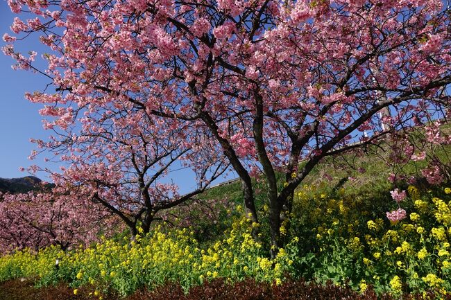 朝起きたら天気が良くまた年休を取っていたので、急遽河津桜まつり中止の河津桜を見に行くこととした。 平日だしコロナ化だから余裕だろうと思ったら、伊豆線はギリギリだった、あぶない、 1時間以上立ちっぱなしは堪えるので。 昨日に続きいい天気の中スタート。