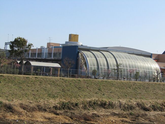 田圃を挟んで丸屋根をメインにした建物が見える。その敷地の端には満開になっている桜並木が見える。おそらくは玉縄桜だろう。<br /> 田圃と小出川の左岸に接して建つのは茅ヶ崎養護学校である。丸屋根は車庫のような小屋や駐輪場だけではなく、土手横の可動式ドームも半円型のようだ。<br /> 帰りに確かめると、桜の横の看板には「玉縄桜」と書いてあると教えてもらった。茅ヶ崎養護学校の周囲には徳洲会介護老人保健施設浜之郷の玄関(https://4travel.jp/travelogue/11678739)や小出川の右岸(https://4travel.jp/travelogue/11678643)に早咲きの河津桜が植えられているのに、よりによって玉縄桜とは…。私が最も綺麗ではない桜と言っているその桜を並木で植えているとは…。もっと華やかな桜にしろ!<br />(表紙写真は茅ヶ崎養護学校)