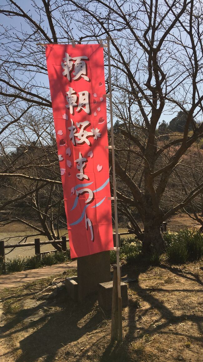 頼朝桜を観に佐久間ダムへ