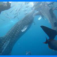 沖縄2014冬（１０）ジンベエザメとダイビング