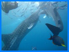 沖縄2014冬（１０）ジンベエザメとダイビング