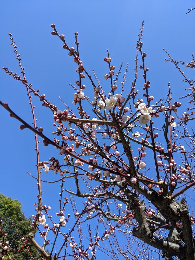 寒い日から、突然温かい日に、そして明日から又寒いらしいので、今日、長居公園の梅を愛でに走ってみました！<br />長居公園の梅はやや遅めなのですが、ここ二三日のポカポカで、硬かった蕾みがほころび、咲き初めてました。<br />咲き始めの梅の香りはとても素敵です。<br />梅の花だけですが、アップしまーーす<br />＼(^o^)／<br />25日追加アップでーーす。<br />梅と鶯！ならぬ梅とメジロでーす(^o^)