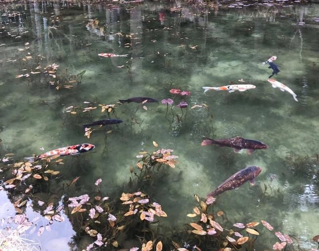 この旅では岐阜県と愛知県を巡ってきました。岐阜県ではメインが二つ、愛知県では一つありまして、まず岐阜県でのメイン一つ目は、関市洞戸（ほらど）地区にある通称「モネの池」を見てくることでした。池に入り込む湧水の透明度で、水面に浮かぶ池の鯉や蓮の葉などが絵画のように美しく見えるとか見えないとか言われる場所です。<br /><br />宿泊先の名古屋より、JRと岐阜バスと板取ふれあいバスなるものを乗り継ぎ2時間弱で到着。まだ観光客は少なかったですね。もっとデカい池を想像していましたが、神社のふもとにある何気ない小さな池でした。天候や季節などが要因だったか、ガイドブックで見るようなブルーではなかったですが、透明度が高いのは確か。あとは、池の鯉さんの気分次第ですね。そうなかなか上手いこと、レンズの中にタイミングよく収まってくれません。それでも、まずまずアーティスティックな写真は撮れたかと思います。<br />モネの池ばかり目が行きがちですが、一帯を流れる板取川の透明度も素晴らしく、モネの池から徒歩10分ほど北上した洞戸ダム付近のエメラルドブルーは、かなり惹きつけられましたし、モネの池から下流の大きな蛇行によってできる淀のエメラルドブルーも、これまたよかったです。勝手に「板取川ブルー」とでも名付けたくなりました。<br /><br />岐阜県のメインもう一つ。美濃市にある「うだつの上がる街並み」を見てきました。うだつ（卯建）と呼ばれる、一段高い防火壁的役割の建築物を屋根に上げるにはそれなりの金がかかり、すなわちうだつの上がっている家は財力がある一つの証拠。いくつもの家から卯建が上がっている様は、そこはかとなく各家なりの隣近所に対する一種の何というのか、近くにたくさんライバルがいるからこそ自分も頑張ってレベル……いや、うだつが上げられるという、競争心による相乗効果みたいなものを感じ取れました。<br />このうだつから、見栄えがパッとしないことやレベルがなかなか上がらないことを意味する「うだつが上がらない」が生まれたとされていますが、まさに私のことであります。うだつの上がらないおじさんが、うだつの上がる街並みを見る。くだらないですが、それが何か？（自爆）<br /><br />愛知県でのメインは、鴎さん追っかけ初めでした。2019球春到来。対中日戦オープン戦観戦で、ナゴヤドームへ約6年ぶりに行ってきました。スタメン発表のときまでまったく知らなかったのですが、日本を代表する中継ぎ・リリーフエースだった中日の岩瀬仁紀投手の引退登板がありまして、オープン戦にもかかわらず内外野とも、かなりの中日ファンが入っていました。なんで、名球会にも入る大功労者の引退試合をこのタイミングでやったのかしら。普通は、レギュラーシーズンの終わりにやるものだろうけどねぇ。<br /><br />それはさておき、岩瀬投手は20年間のプロ野球人生で一度しか経験のない先発として登板。同級生の鴎さん井口監督曰く「チーム1のバッター」ということで、1番に入った2018年24本塁打マークの井上晴哉選手を空振り三振に仕留めお役御免。チームメイトに労われ、両チームファンからの岩瀬コールの中降板し、20年間のプロ野球人生見納めとなりました。<br />場内に流れていた回想VTRのうち、オンタイムでも見ていた2007年日本シリーズの山井投手ー岩瀬投手パーフェクトリレーはたしかに鮮烈ではありましたが、個人的には現役最後となる1002試合目の登板。左打者の外角低めへ落ちるスライダーで空振り三振に仕留めた最後の対戦打者が、20年前に同期入団した福留孝介選手（当時阪神）だったのを今更知って結構胸熱でした。代打で出てきたのよね、わざわざ。<br />試合終了後の引退セレモニーでは、毎試合恐怖との闘いだった過去を振り返って感極まりながらも、「次はまったく自信のない解説者の道に進みますが、噛んでも許してください」と笑いを誘うコメントで場内を和ませていました。長らくおつかれさまでした。<br /><br />肝心の試合は、6回表に0ー1から鴎さんが平沢大河選手のタイムリーなどで3ー1と逆転。8回と9回を投げた東條投手の球がやたらキレッキレで、そのまま逃げ切りました。7番中堅でスタメン出場のドラ一藤原恭大選手には、オープン戦ながらもプロ初ヒットが出ましたし、先発した昨年の勝ち頭のボル神ガー投手も、初回の1失点以外はまずまずのピッチング。角中選手とレアード選手を浦和の二軍球場へ置いていく余裕ぶり？でしたが、新外国人のバルガス選手は縦の変化についていけず、本来4番の井上選手とともに無安打はちょっと気がかりかな。ま、まだオープン戦なんだけどね。