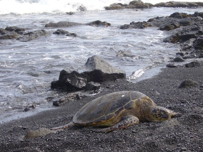 真っ赤なマスタングをレンタルしてハワイ島を巡りました。コナ、マウナケア山、キラウエア火山、プナルウ黒砂海岸、カラパナ溶岩、ワイピオ渓谷に行きました。色んな景色で盛りだくさんでした。