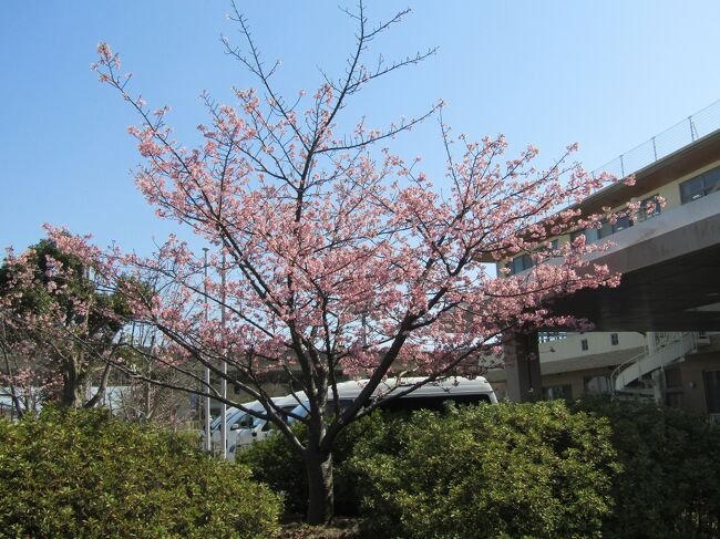 小出川に架かる萩園橋の手前に徳洲会介護老人保健施設浜之郷がある。その玄関前には1本だけ河津桜が植えられており、満開だ。クローン桜の河津桜を1本だけ植えているのは初めて目にした。<br /> 河津町に行けば、入口に河津桜が1本だけ植えられている家があるが、これはクローン桜の河津桜ではなく河津桜の原木(https://4travel.jp/travelogue/10414394)だ。昭和30年(1930年)に移植したのだという。<br /> クローン桜は原木である実(みしょう)株と比べると寿命が短いと言われている。京都の桜守として著名な佐野藤右衛門さんが、「桜は枝を枯らして大きくなる。染井吉野は桜(原木)の枝なので枯れる。」と述べていた。なるほど、実生の枝垂れ桜は何100年でも生きるが、クローンの染井吉野では40年とかで100年は持たない。実生桜には幹があり、クローン桜は枝であるという目から鱗のことを知った(https://4travel.jp/travelogue/11613704)。<br />(表紙写真は徳洲会介護老人保健施設浜之郷の河津桜)