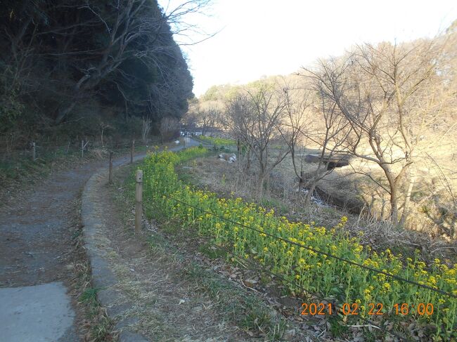 四季の森公園の冬の花々に春を見つけようと出かけてきました。5月の陽気だとYVで見て暖かいと思って出かけたのですが、風が強かったので体感としては思ったほどではありませんでした。<br />区役所の横の道から四季の森公園までの様子は行く度に変わって、住宅開発が迫ってきていますが、四季の森公園では,たっぷりと自然を堪能することが出来て、ゆったりとした気分で楽しむことが出来ました。