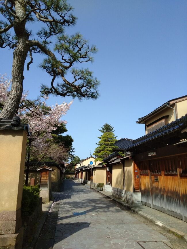 2021年3月・母子で行く桜満開の金沢★初北陸新幹線の旅～（前編）妙立寺・21世紀美術館・尾山神社・武家屋敷跡～