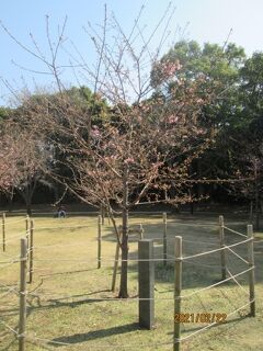 柏市の柏の葉公園・御手植え河津桜・2021年2月