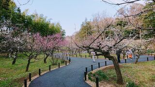 横浜市児童遊園地の梅や河津桜