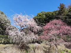 お花見はしごをしたよー浜岡砂丘の河津桜と掛川の龍尾神社のしだれ梅は見事です