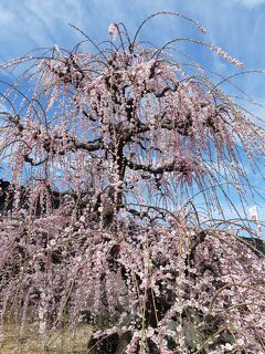 お花見はしごーまさに竜が昇るような昇竜しだれ梅