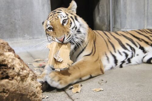 長距離ドライブで北陸信州レッサーパンダ遠征（８）いしかわ動物園