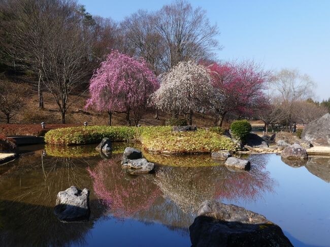 「みかも山・万葉庭園」のウメ_2021_咲き始め、見頃間近です（栃木県・佐野市）