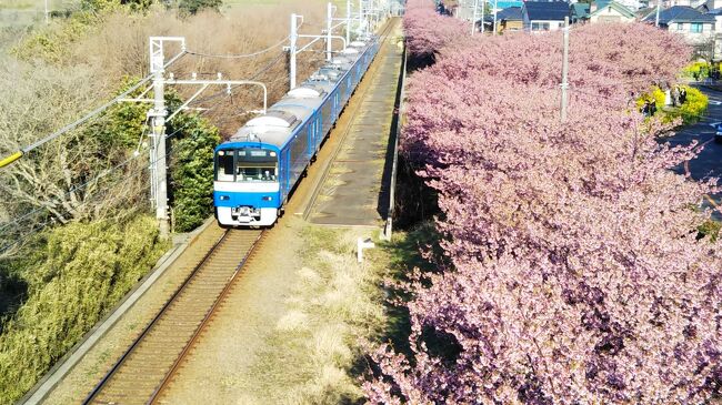 河津桜が咲く、三浦海岸駅周辺～三崎港をぶらぶら☆