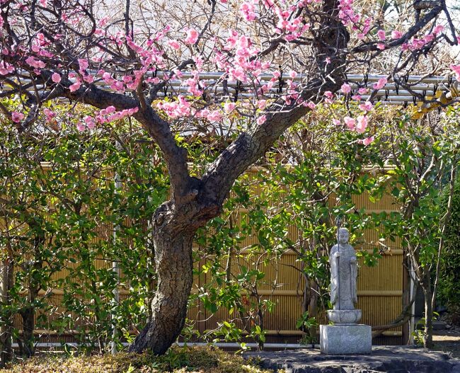 　早春の一日、カメラを持って地元砧の梅見散歩。<br />砧地区は江戸時代迄幕府旗本の小領地が混在して居た処、産業は畑作と養蚕。<br />住宅地として開発されたのは関東大震災以降、その為現在でも近隣に多くの社寺が散在します。<br />　今日はそれらの社寺を回り、身体をほぐしながら観梅を楽しもうという算段です。<br />果たして思惑通りに行きますでしょうか。