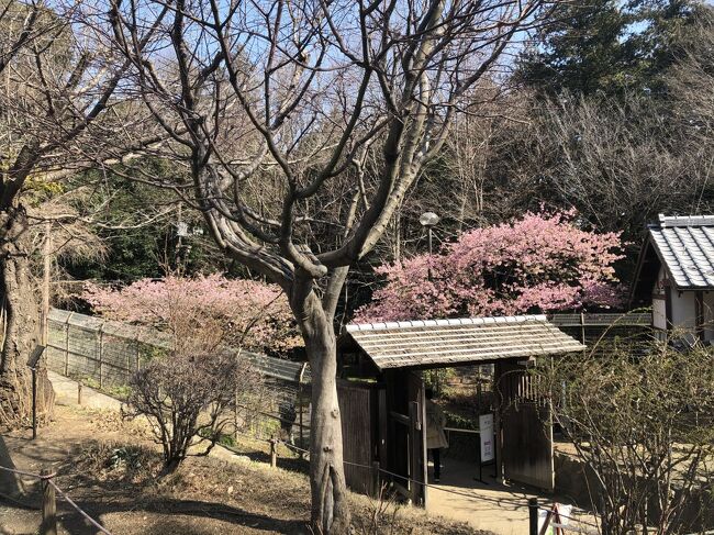 神奈川県大和市で自然公園の散策。<br />小田急線・大和駅から歩いて１０分の所にある自然公園（ふれあいの森、泉の森）を、お花見をしながら散策しました。