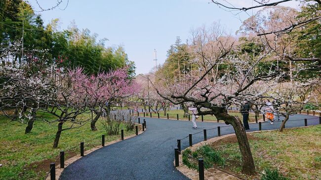 2月18日には曽我梅林は梅見に、2月22日には三浦海岸へ河津桜を見に行ったので、2月のお花見はそこそこ満足しました。<br />22日は飛び石の平日ながら三浦半島の桜会場もドライブ道路も結構込み合っていました。<br />2月23日の天皇誕生日も天気がいいし、どこか出掛けたいと思いましたが、おそらく地獄的に混むだろうという事で、この日はおとなしくご近所散歩に行きました。<br />目的地は、我が家から徒歩30分ほどのところにある、横浜市児童遊園地。<br />保土ヶ谷区と戸塚区と南区の間にある大きな自然公園で、時折行っている公園です。<br />児童遊園地や隣の環境支援センターやこども遊園地では春は梅や桜や菜の花の他たくさんの花々、初夏はバラ、秋は紅葉が素敵な大きな自然公園です。<br />おそらくここの梅林もいい感じだろうと、お昼過ぎ、お茶を持って出発。