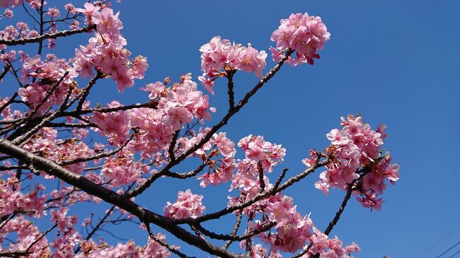 洞川の河津桜が満開だった。<br />