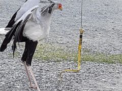 蛇をキック、キック、キックしてしとめるー掛川花鳥園のバードショー