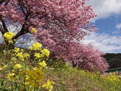 南伊豆へ 2021.02.14 =2.みなみの桜と菜の花まつり=