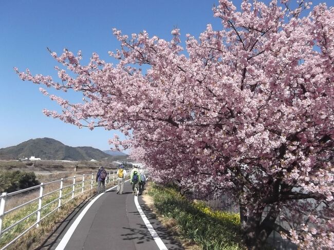 朝比奈川堤の河津桜と朝日山城跡