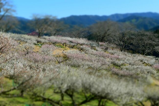 それでも花は平等に・・・。　　人吉梅園