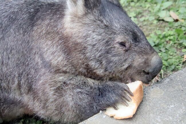 長距離ドライブで北陸信州レッサーパンダ遠征 10 茶臼山動物園 後編 ヤマアラシの赤ちゃんには会えずウォンバットは閉園間際ぎりぎり 篠ノ井 長野県 の旅行記 ブログ By まみさん フォートラベル