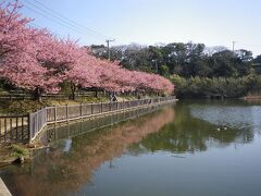 三浦の河津桜散策