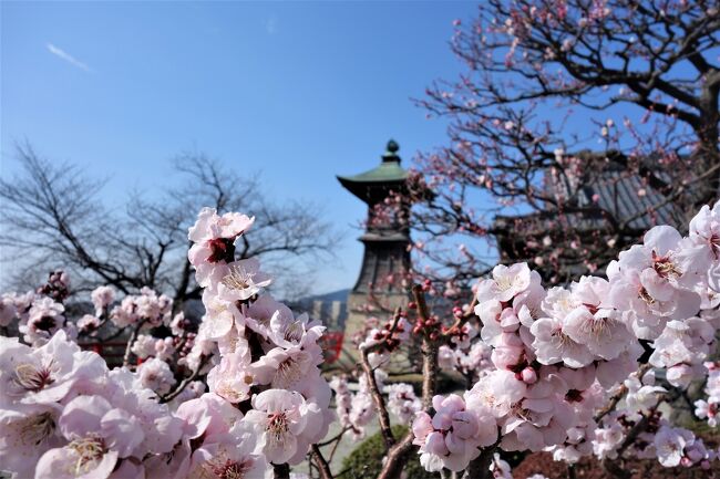 今年は日によって気温が上がったり下がったり。。。そんな中でも、春は確実にやって来ていますね。<br /><br />仕事の時の利用駅である阪急電鉄中山観音駅近くの「中山寺」の梅林で、梅の花見をしてきました。梅林は無料です。<br /><br />お天気の良かった３／２２（月）と２４（水）の２回行ったのですが、１回目はスマホしかなかったので２４日の画像が多めになっています。