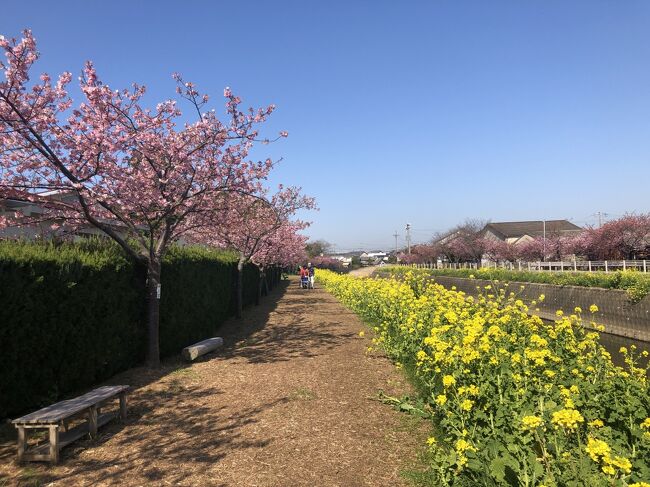 2021年02月　渥美半島花巡り　風力発電と免々田川菜の花桜祭り