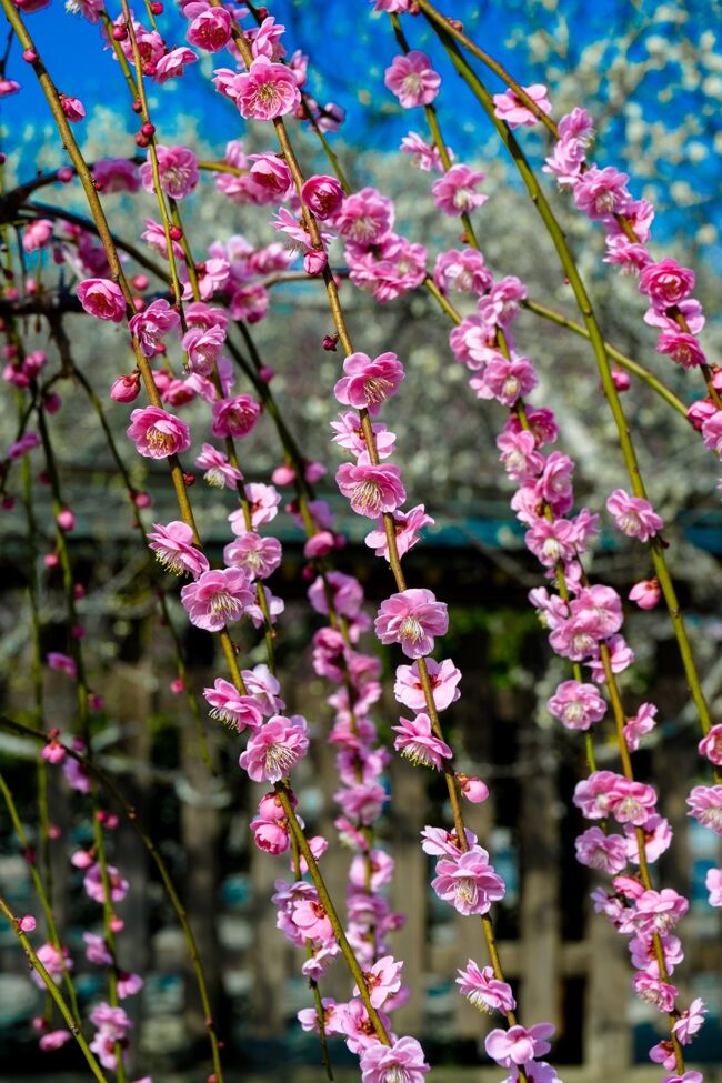 　築上町椎田にある菅原道真ゆかりの綱敷天満宮、境内には1000本を超す種々の梅が植樹され、見頃を迎えています。<br />