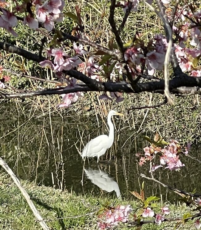 河津桜の咲く中、鳥がたくさんいました。