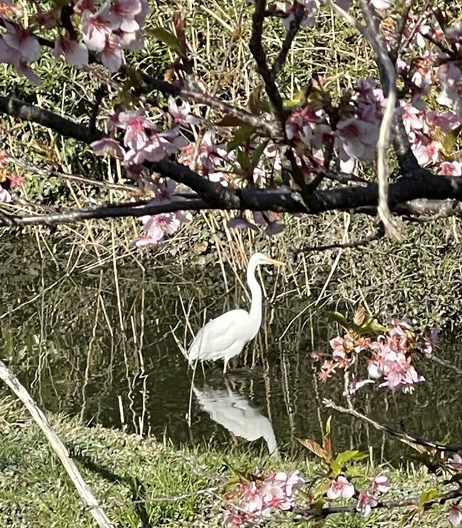 花を求めて　河津桜と鳥