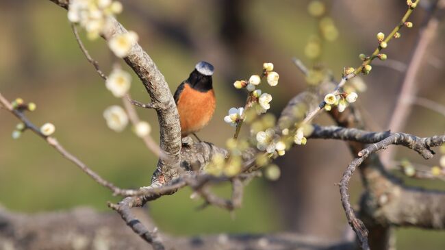 伊豆で河津桜を川から見たのに<br />佐布里池での梅<br />季節的には梅の方が桜より早いが<br />もう少し咲いてるかと期待したが<br />白い本来の梅は３月かな？<br />赤い梅とか咲いているから<br />十分楽しめると思いますが<br />暖かい昼間は平日でも駐車場の争奪戦で<br />冷やかしで道路を通過するのも<br />渋滞にハマるから近づかないほうが良いですね<br />