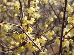 宝登山で旬の&#34847;梅園を愛でる