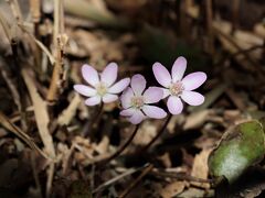 早春の花2021　三毳山