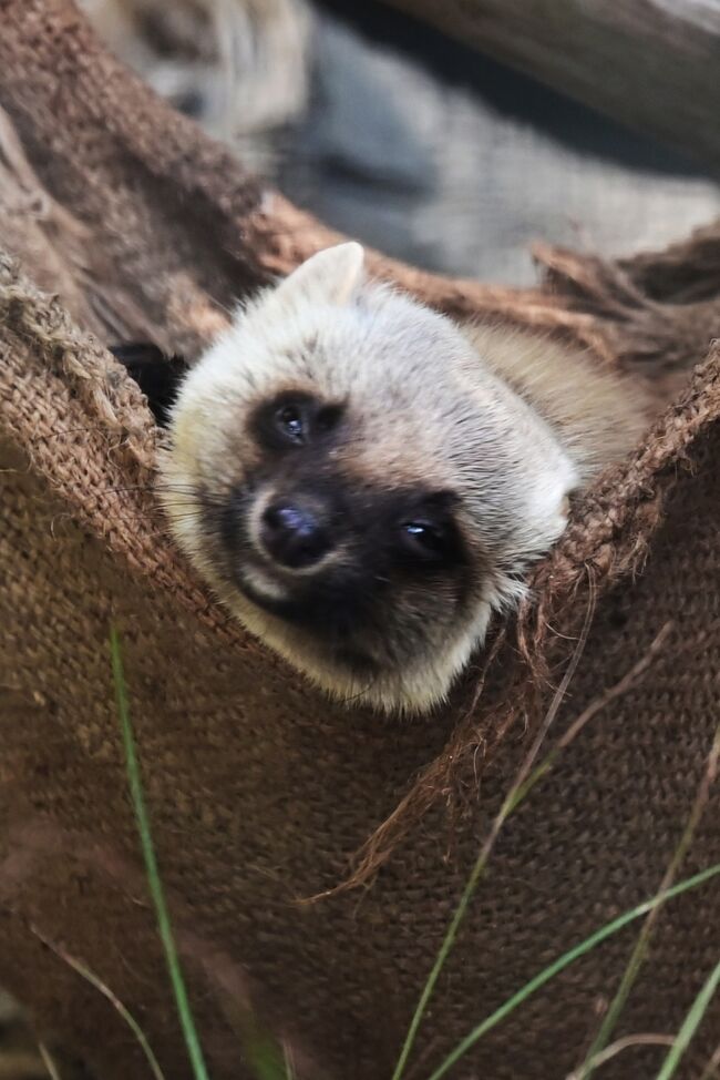 福岡市動植物園の正門は美術館を思わせるような建物で、名前通り植物園も併設しており、かなりの敷地です。動物園は南と北園に分かれていて、更に現在かなり大掛かりな工事中でした。その影響で肝心のレッサーパンダ舎は仮舎で非常に残念でした。ガラス張りの部屋と金網の放飼場、本人達の気持ちは分かりませんが、せめて木の1本位は植えてやるべきではないでしょうか。それに見る方（特に写真撮り）にはストレスが堪る施設でした。地元の人によると後4，5年先に完成するらしいのですが、それまでは行きたくない動物園となりました。